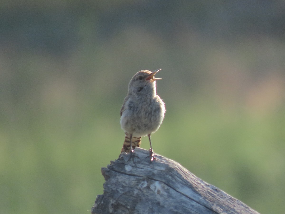 Rock Wren - ML354538751