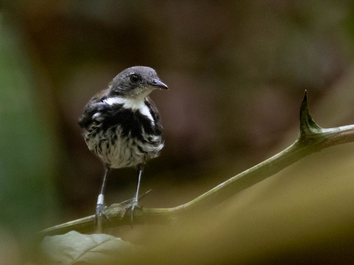 Ringed Antpipit - ML354539301