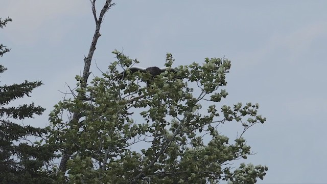 Steller's Sea-Eagle - ML354540631