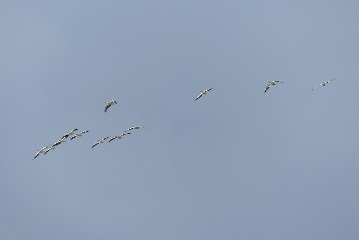 American White Pelican - ML354540791