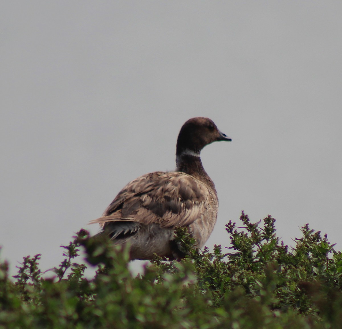 Brant - ML35454081