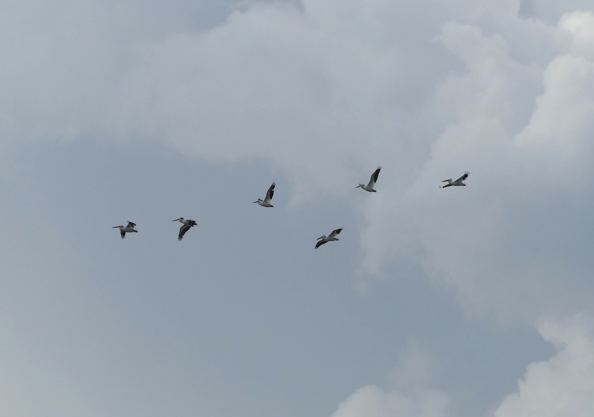 American White Pelican - ML354540941