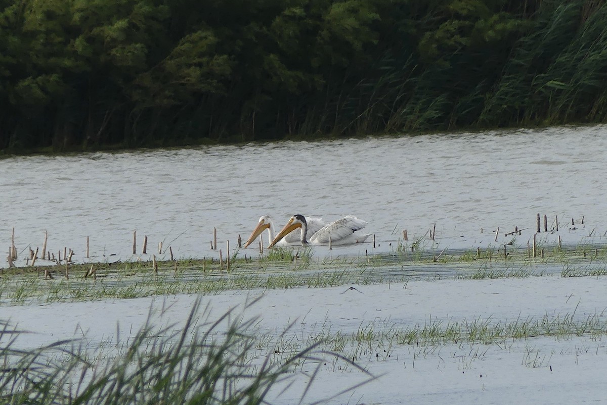 American White Pelican - Leslie Sours