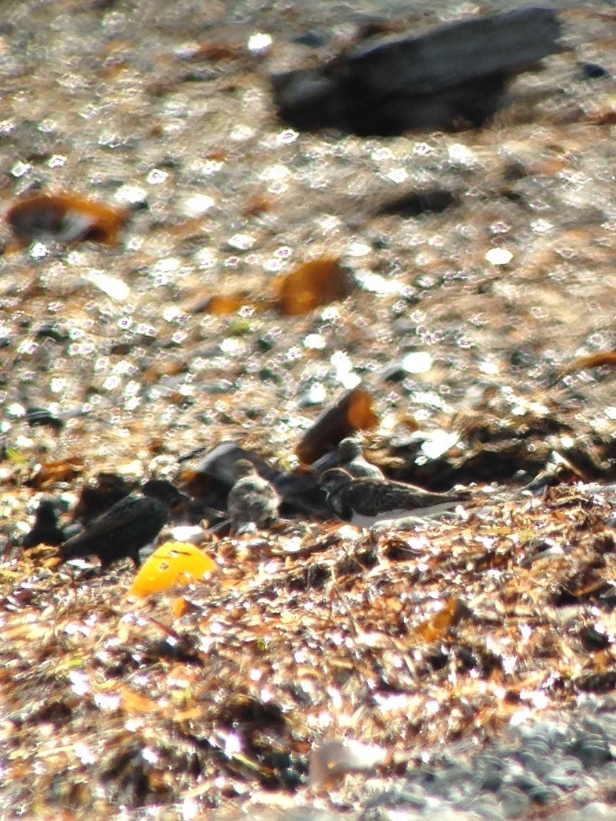 Ruddy Turnstone - Carey Bergman