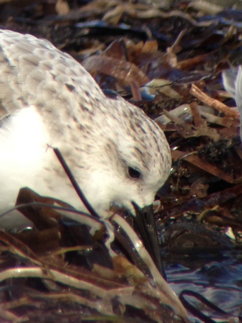 Sanderling - Carey Bergman