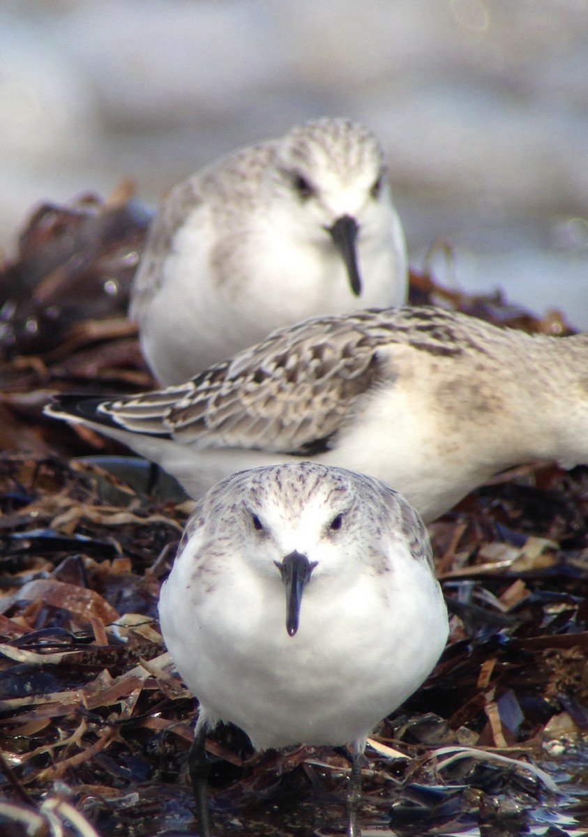 Sanderling - Carey Bergman