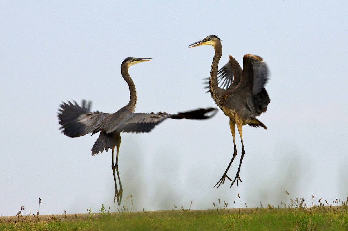 Great Blue Heron - ML35454461