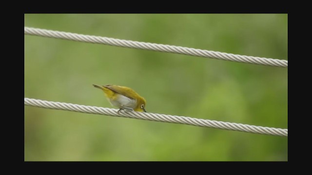 Indian White-eye - ML354546861