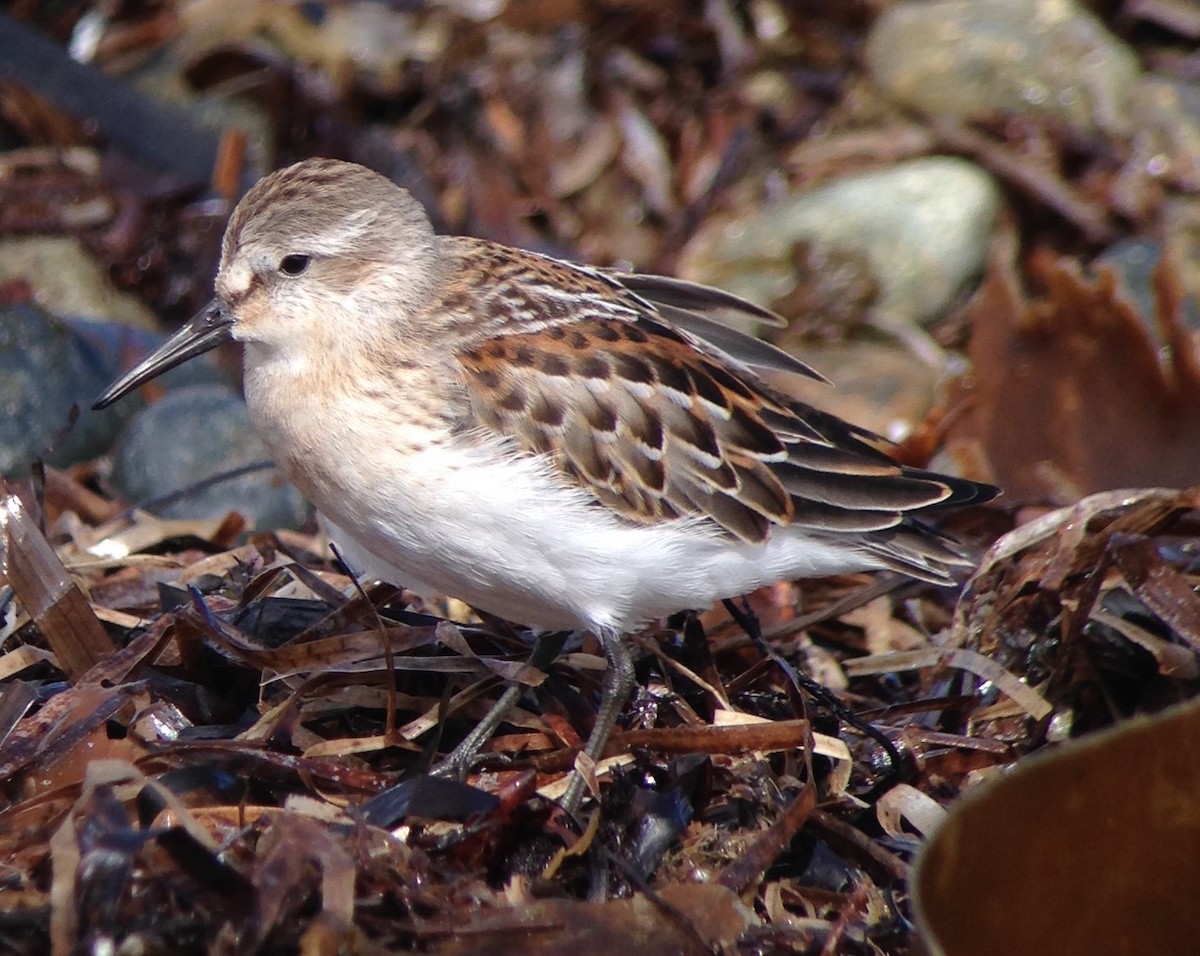 Western Sandpiper - Carey Bergman