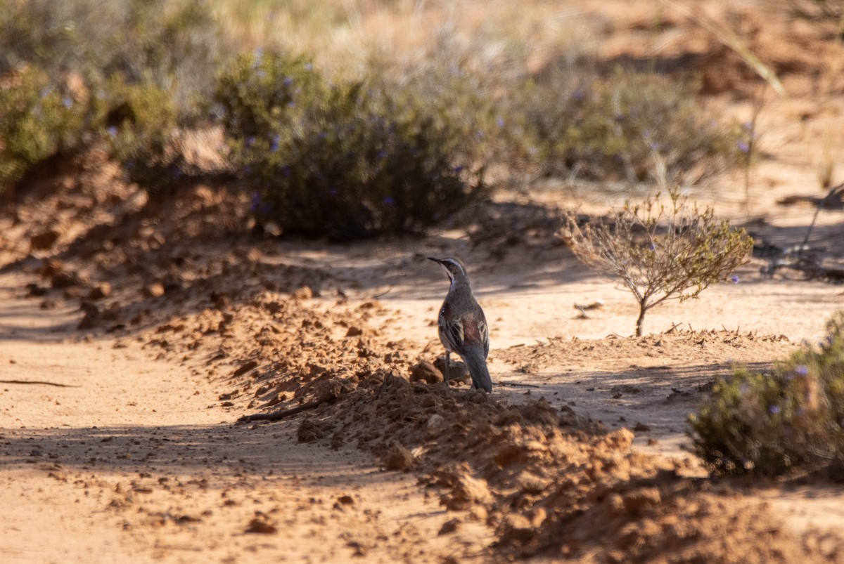 Chestnut Quail-thrush - Jamie Smith-Morvell