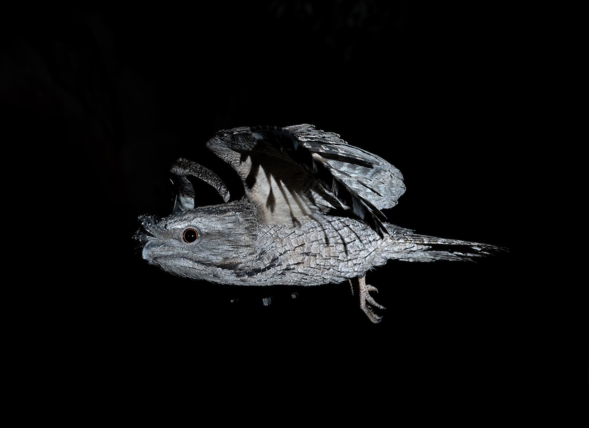 Tawny Frogmouth - ML354548031