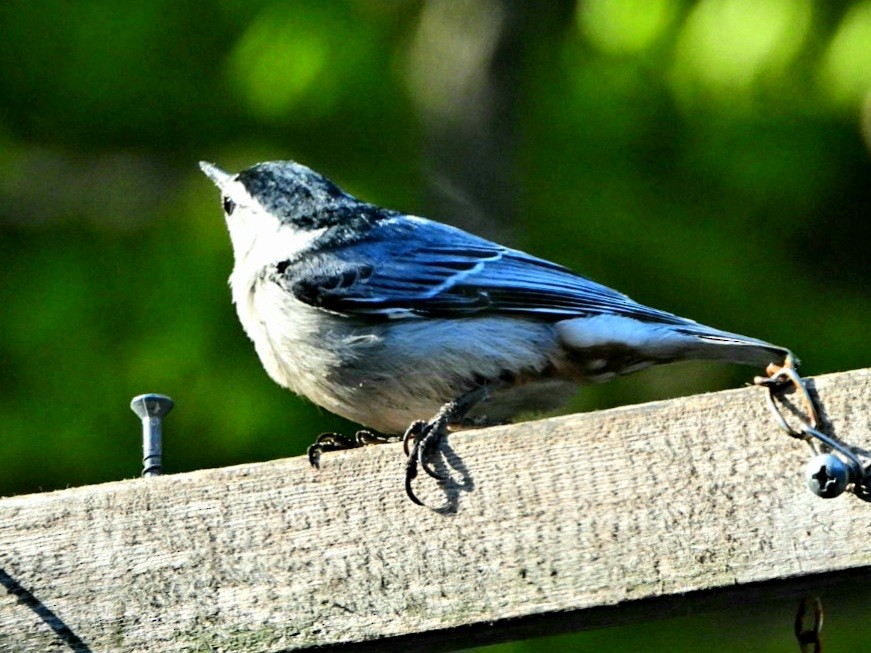 White-breasted Nuthatch - ML354548241