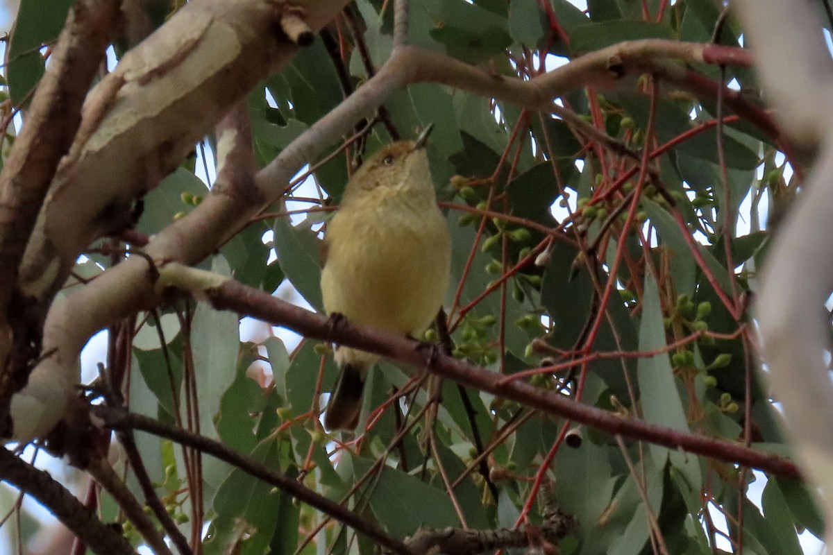 Buff-rumped Thornbill - ML354548581