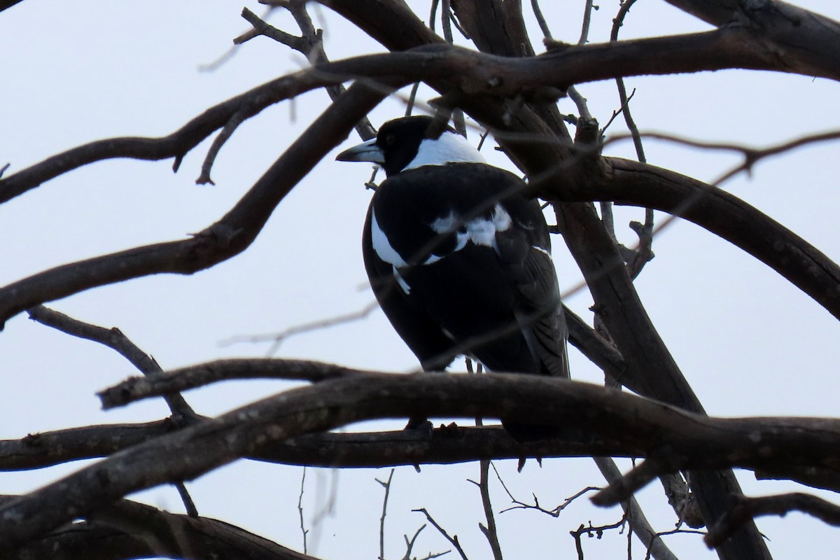 Australian Magpie - ML354548601