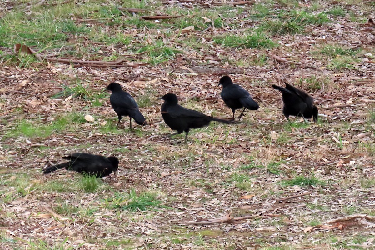 White-winged Chough - ML354548621