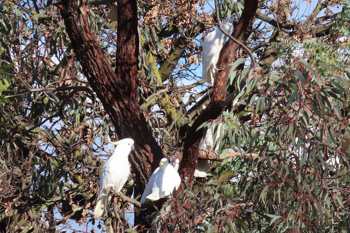 Sulphur-crested Cockatoo - ML354548951