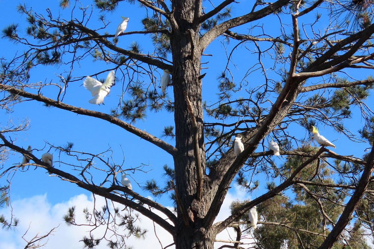 Sulphur-crested Cockatoo - Deb & Rod R