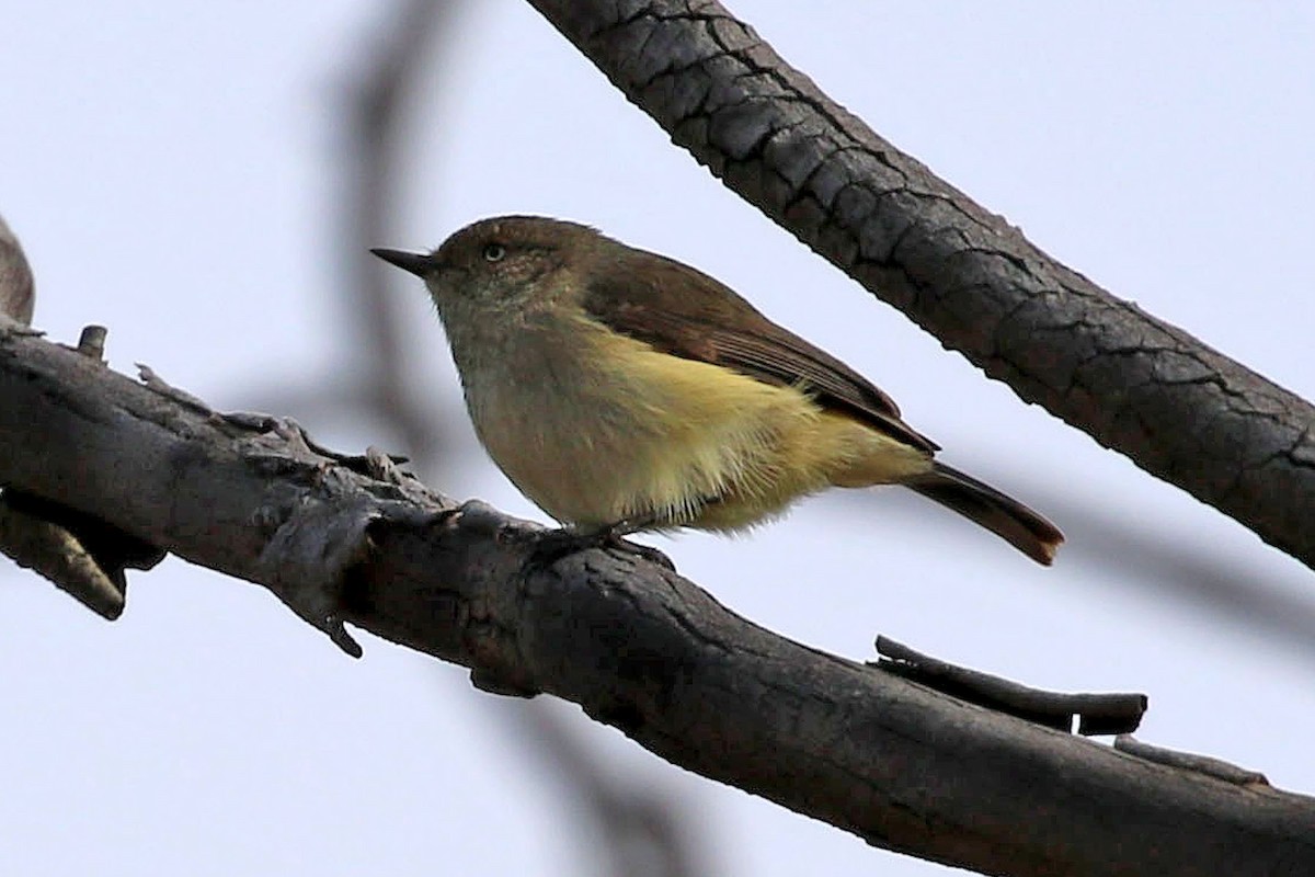 Buff-rumped Thornbill - ML354549031