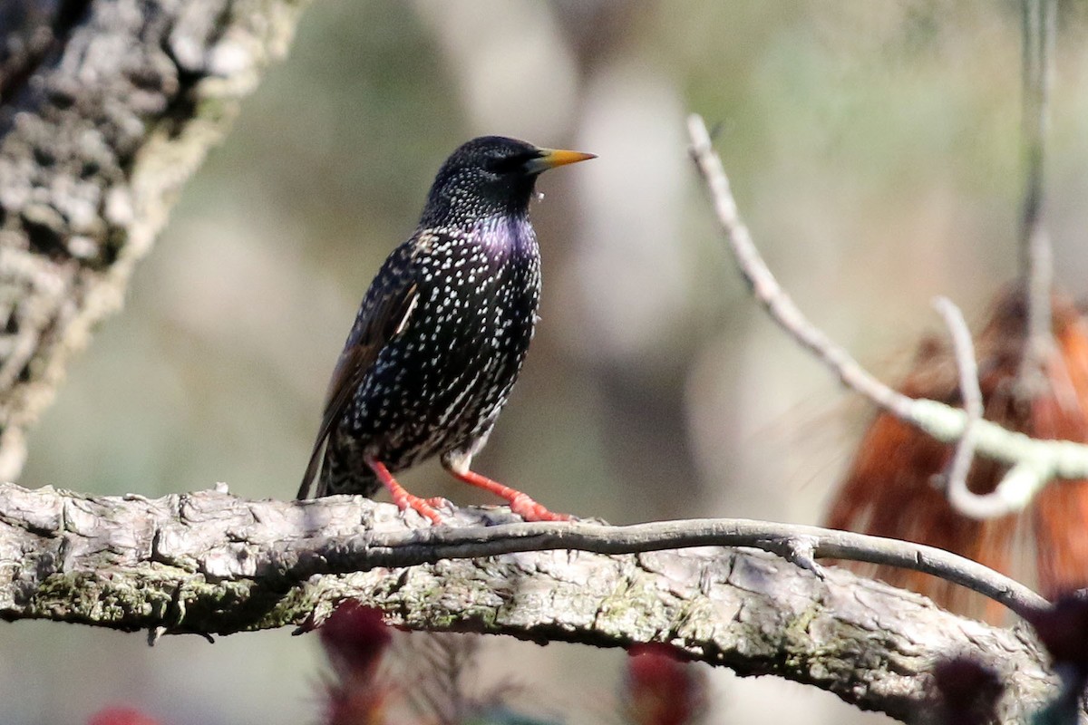 European Starling - ML354549101