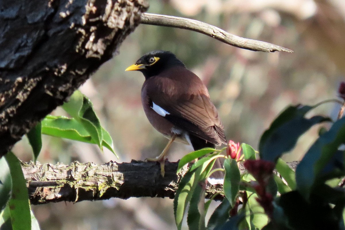 Common Myna - Deb & Rod R