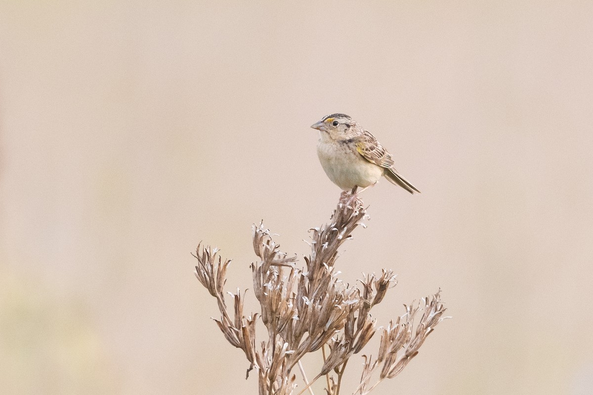 Grasshopper Sparrow - ML354549161