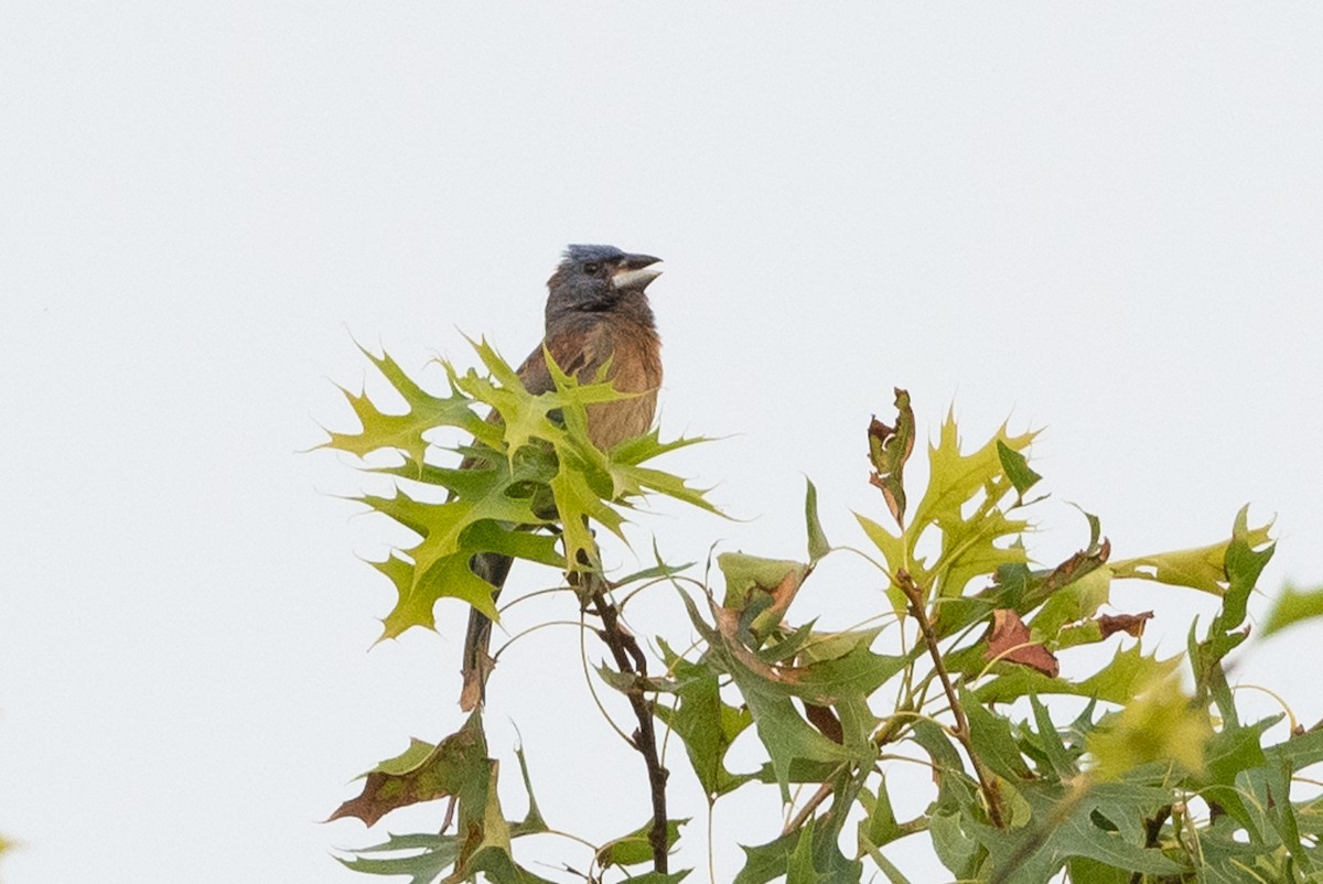 Blue Grosbeak - ML354549181