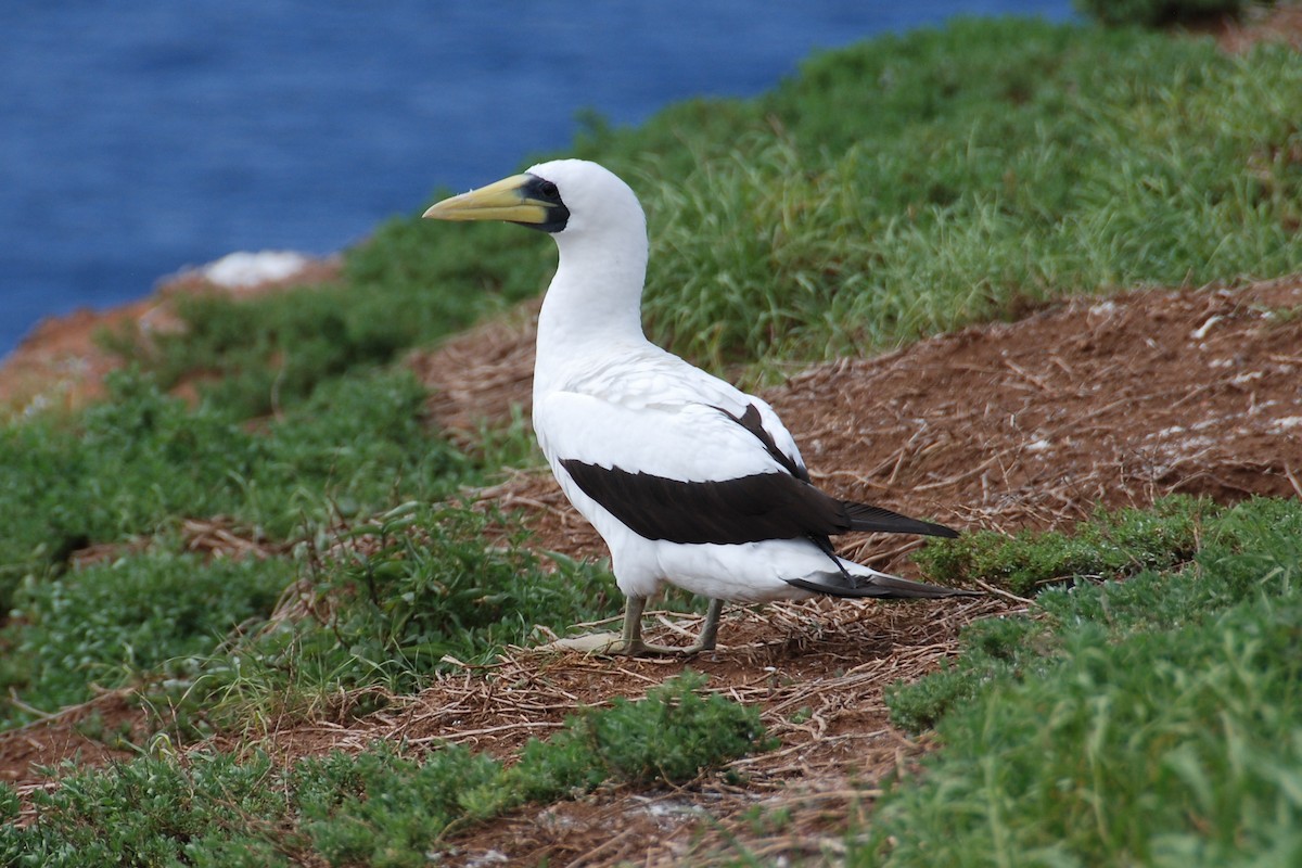 Masked Booby - Bruce Wedderburn