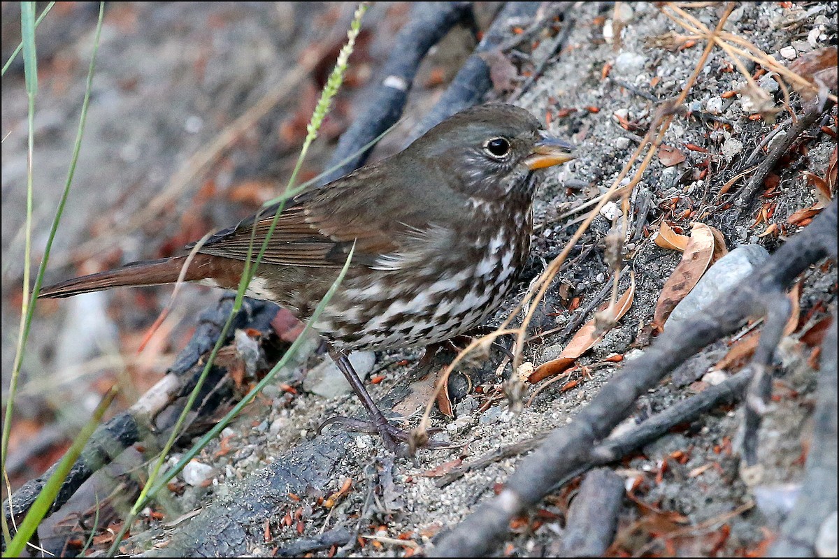 Fox Sparrow - ML35454951