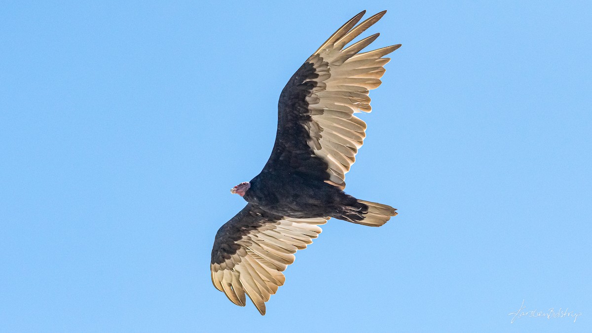 Turkey Vulture - Karsten Bidstrup