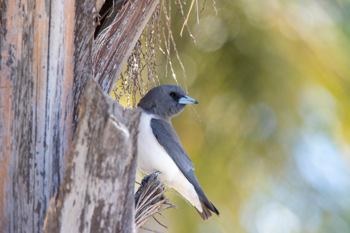 White-breasted Woodswallow - ML354550471