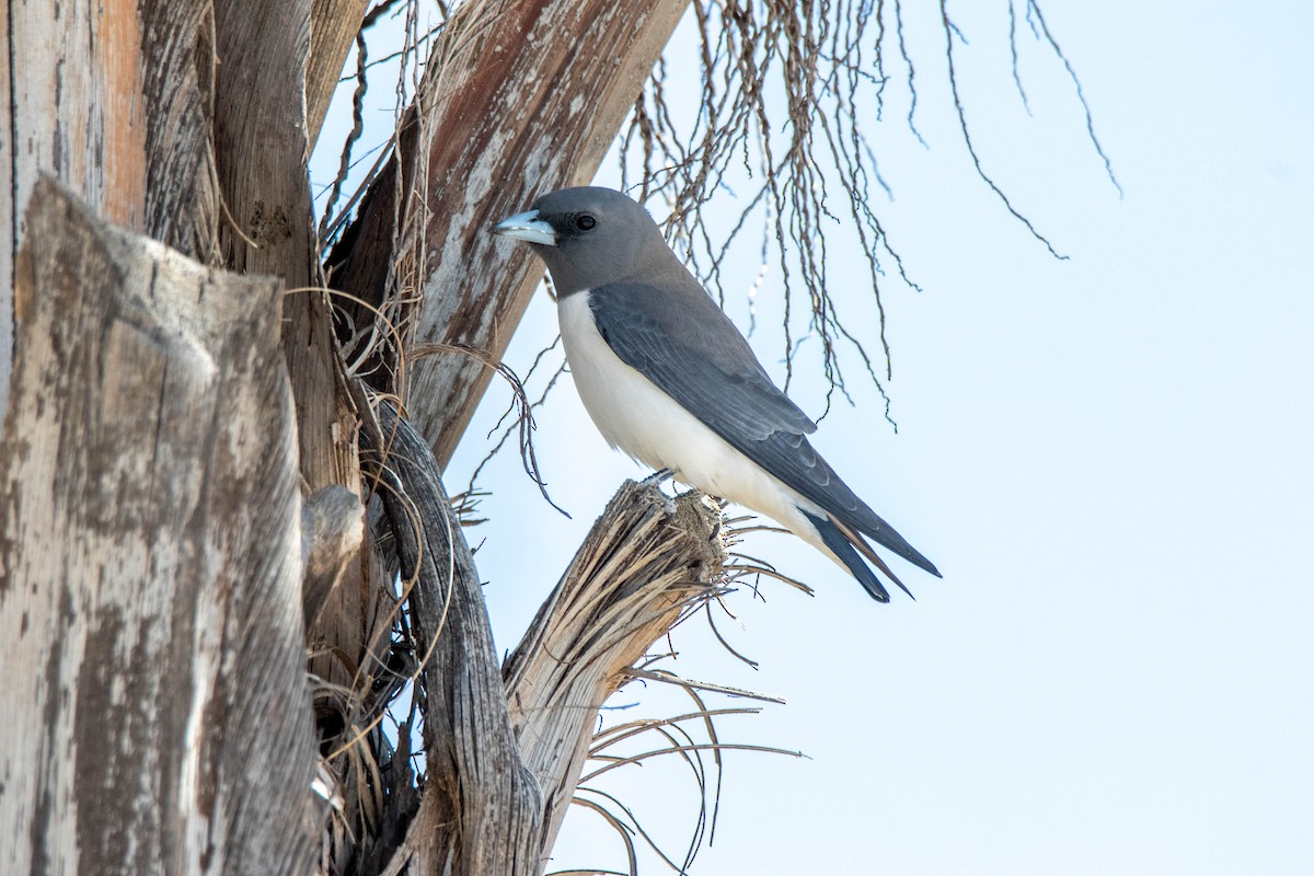 White-breasted Woodswallow - ML354550511