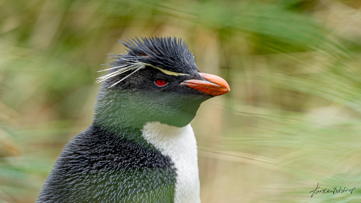 Southern Rockhopper Penguin - Karsten Bidstrup