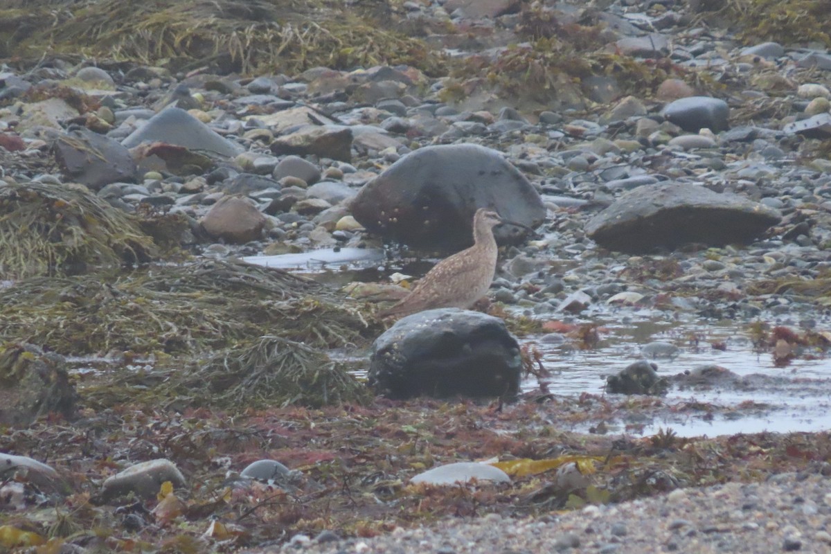 Regenbrachvogel - ML354551741