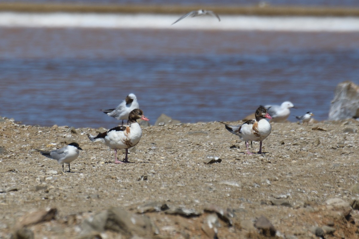 Common Shelduck - ML354552451