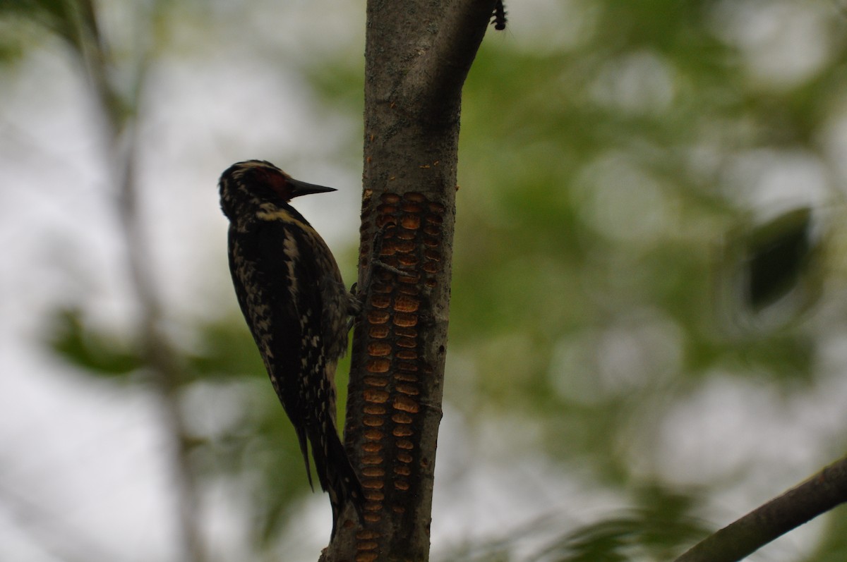 נקר צהוב-בטן - ML354552611