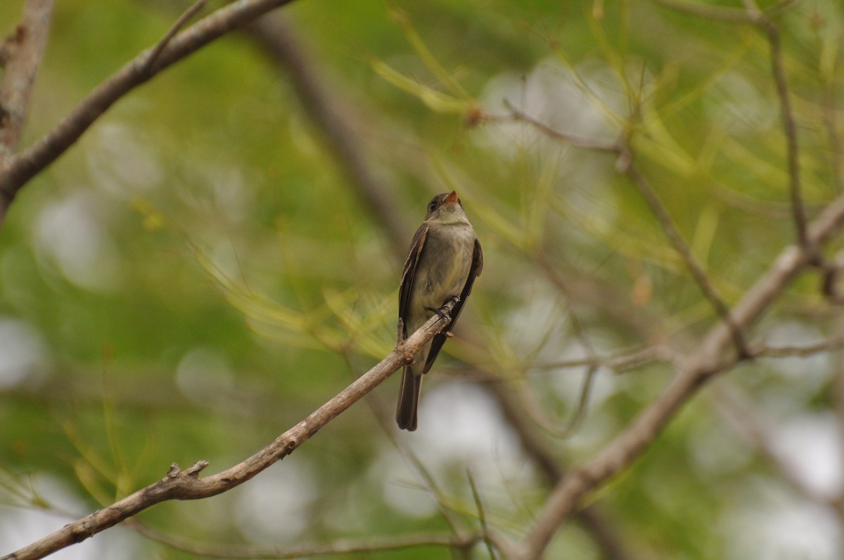 יערית מזרחית - ML354552631