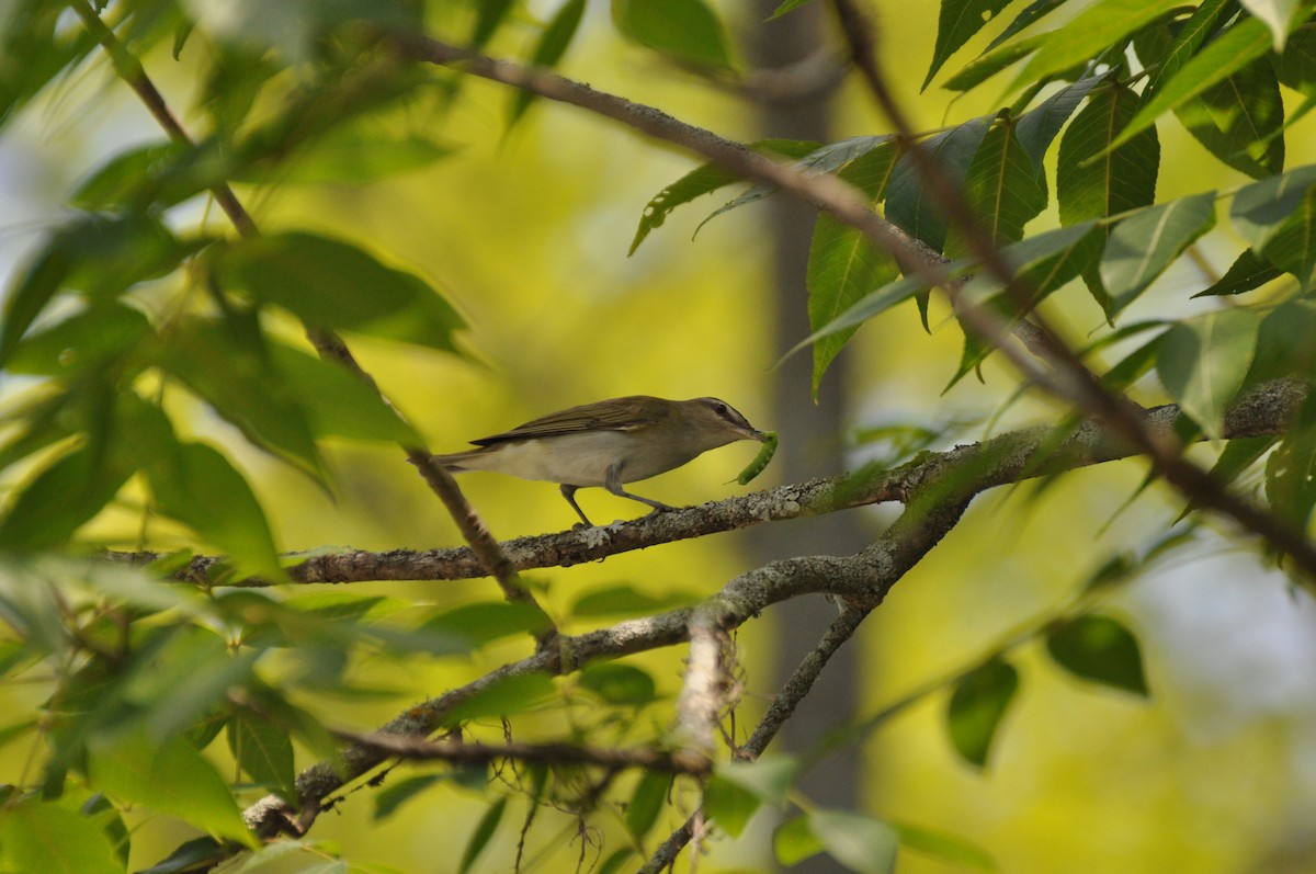 וידאו אדום-עין - ML354552711