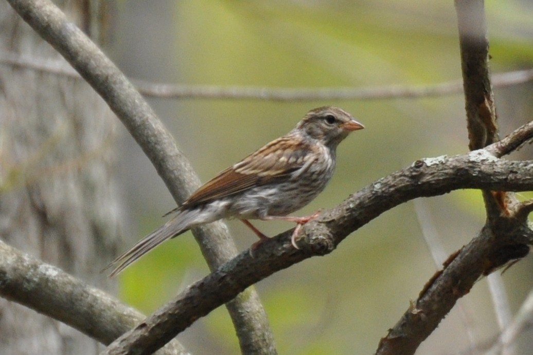 Bruant familier - ML354552821