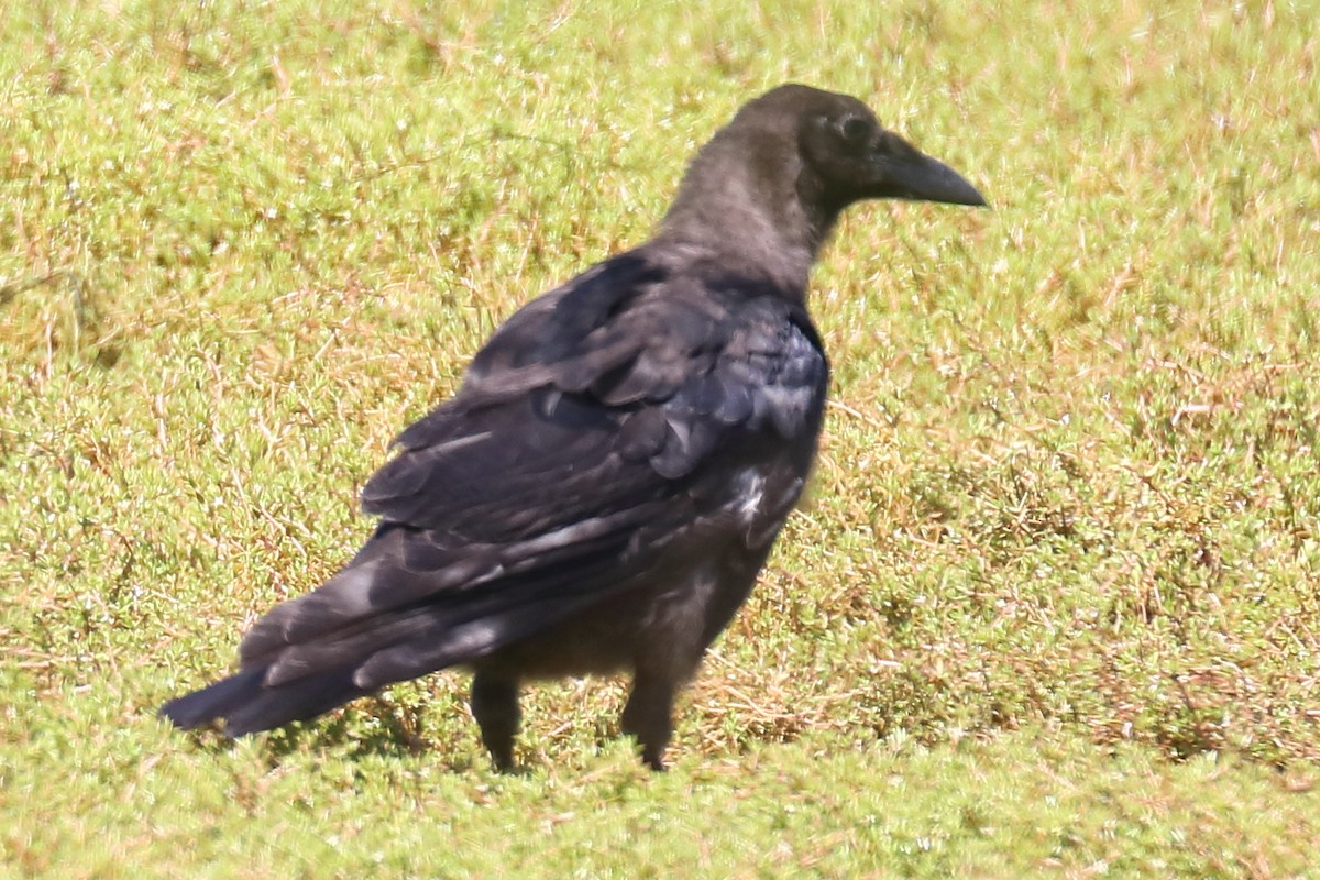 Carrion Crow - Bruce Kerr