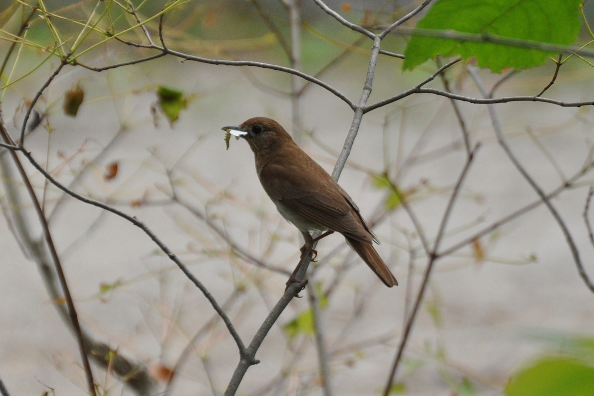 קיכלי חלוד-גב - ML354553031