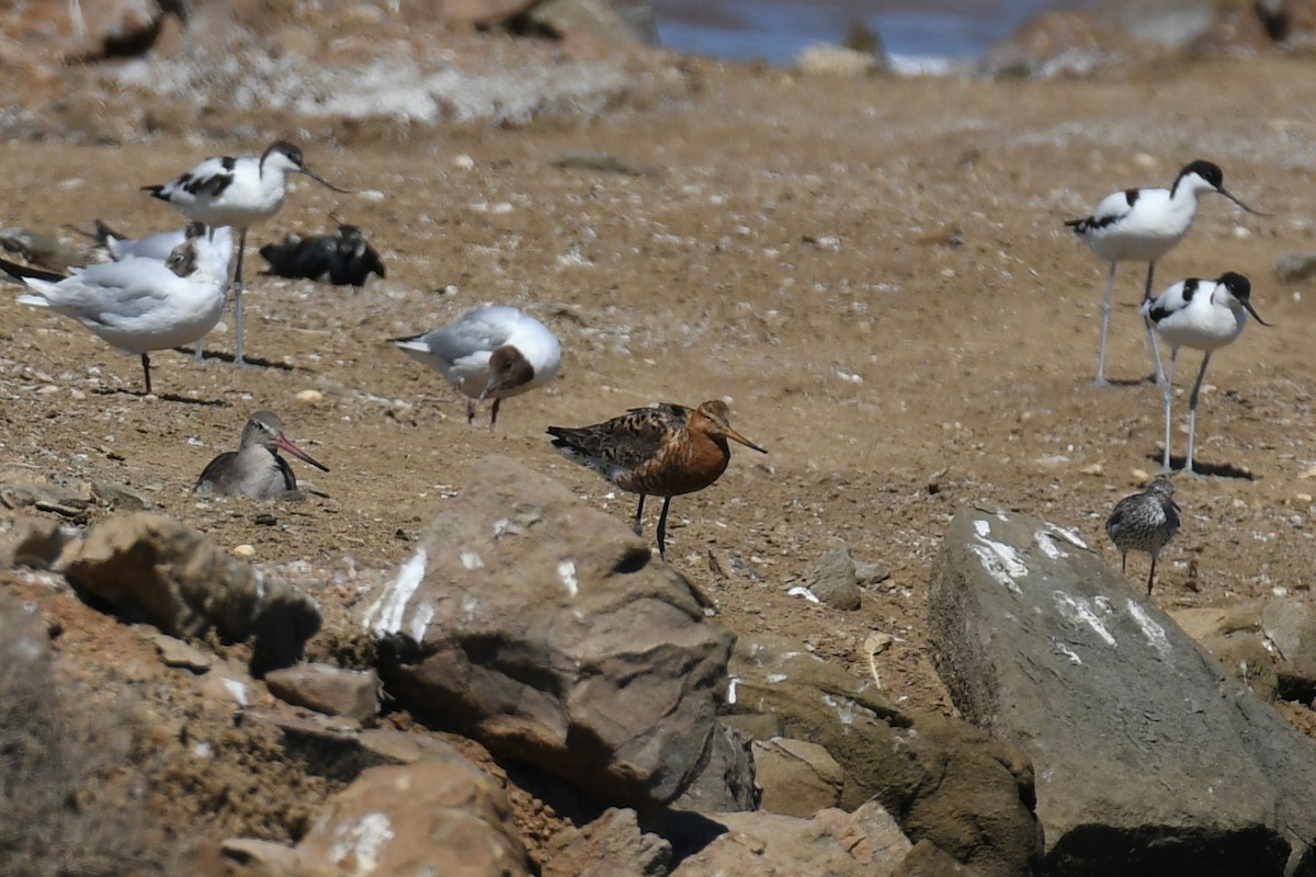 Black-tailed Godwit - ML354553321