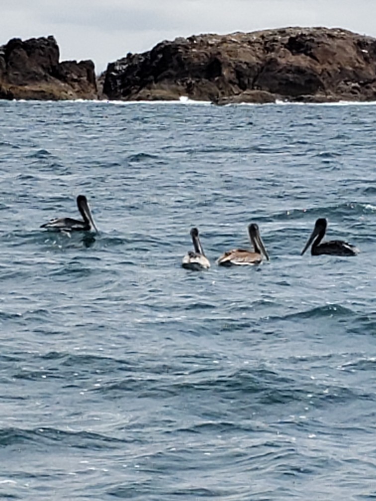 pelikán hnědý - ML354553361