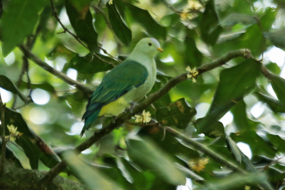 Gray-green Fruit-Dove - ML35455341