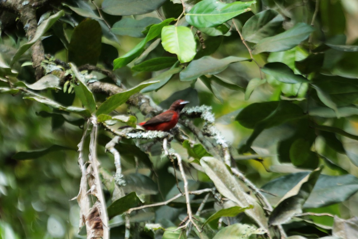 Crimson-backed Tanager - ML35455371