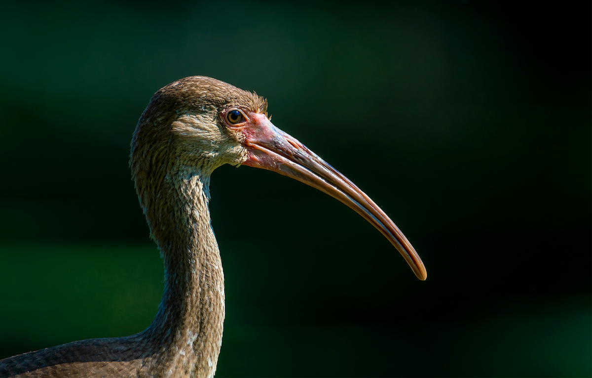 White Ibis - ML354554951