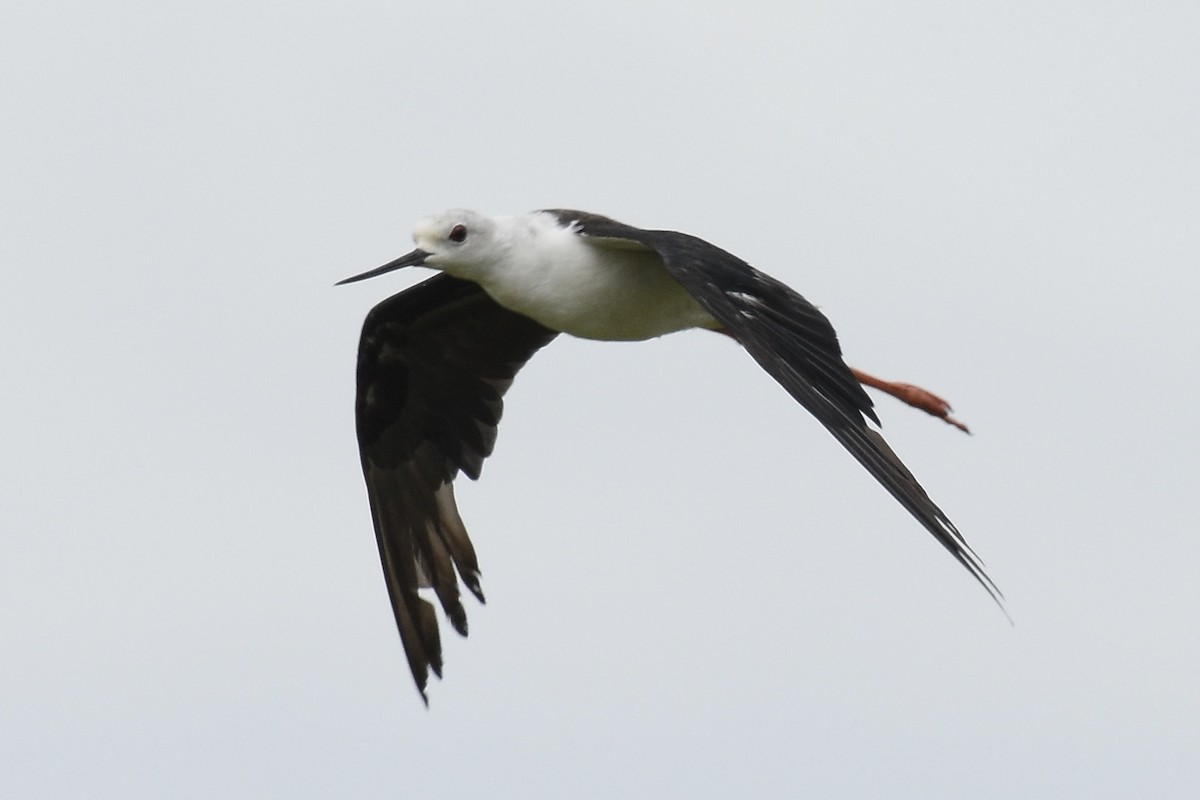 Black-winged Stilt - ML354555981