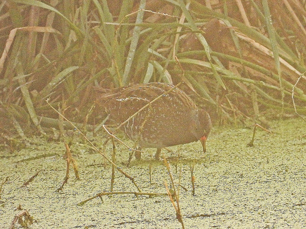 Spotted Crake - ML354556001