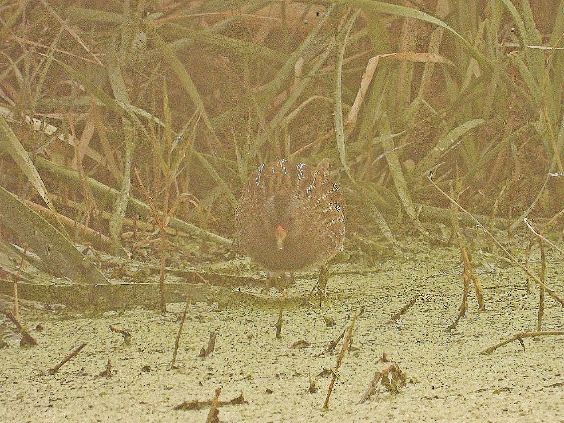Spotted Crake - ML354556061