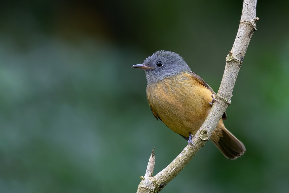 Gray-hooded Flycatcher - Alexandre Gualhanone