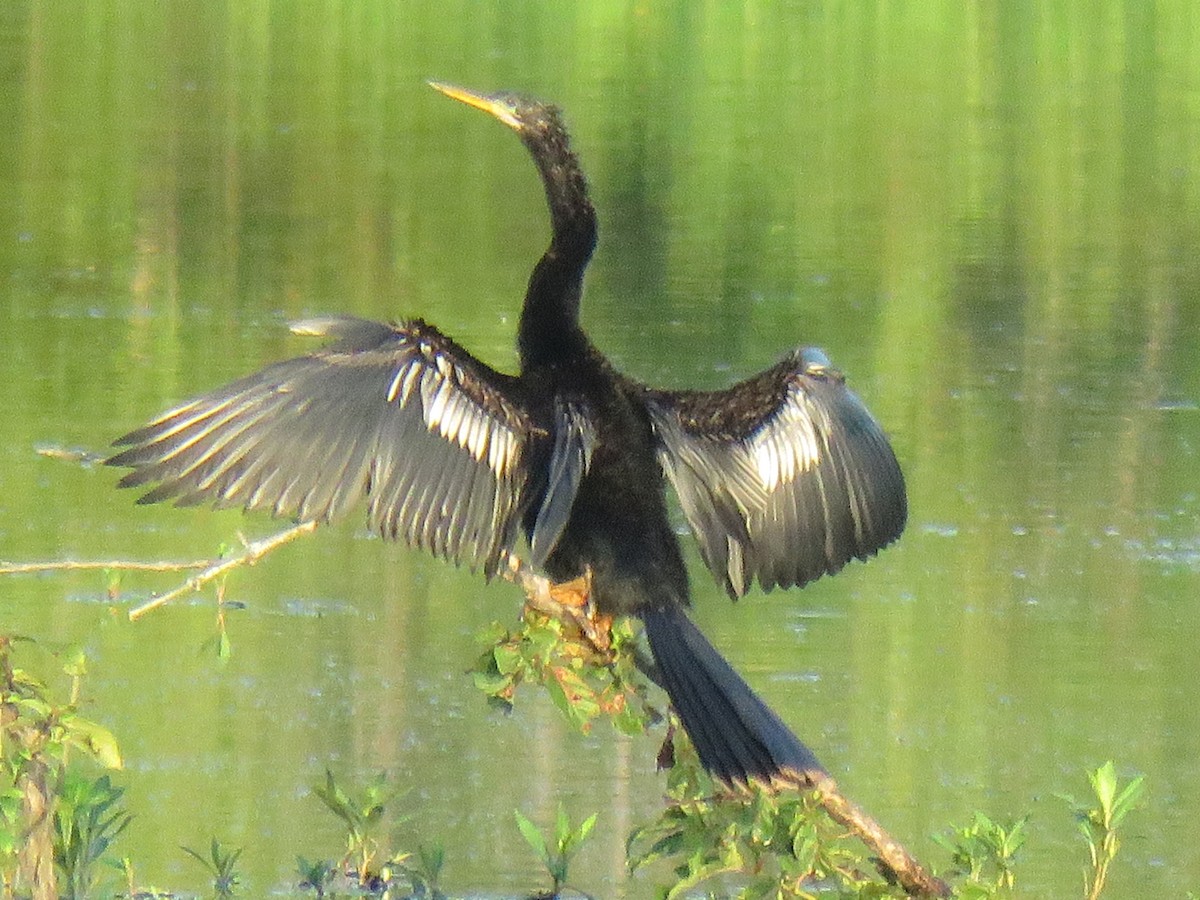 Anhinga - ML354556241